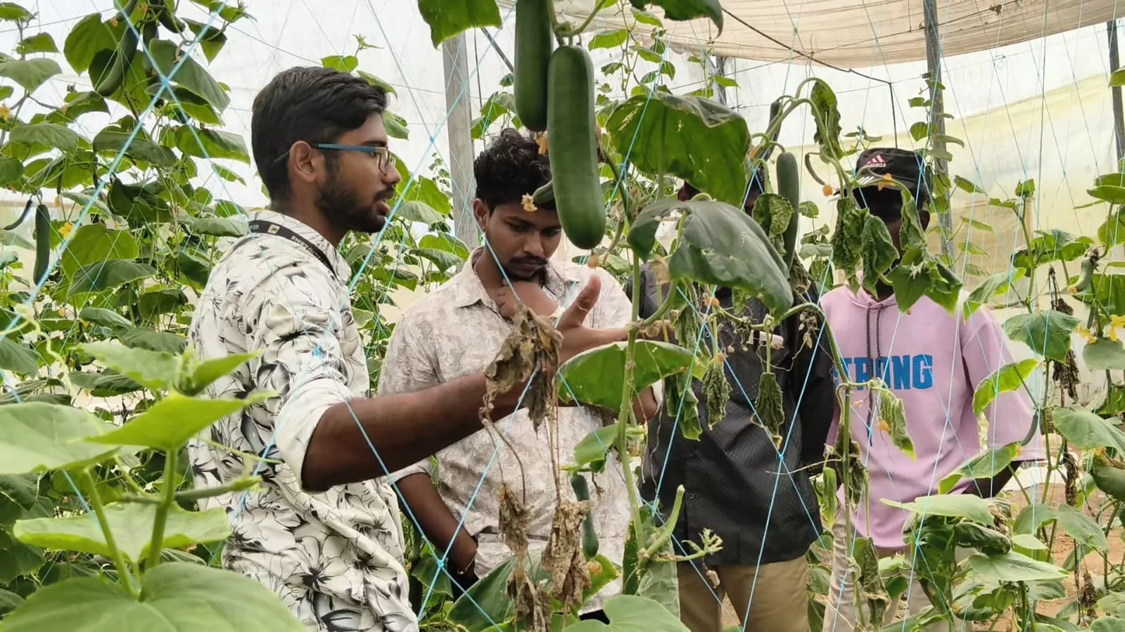 IGO Academy students inspecting greenhouse crops